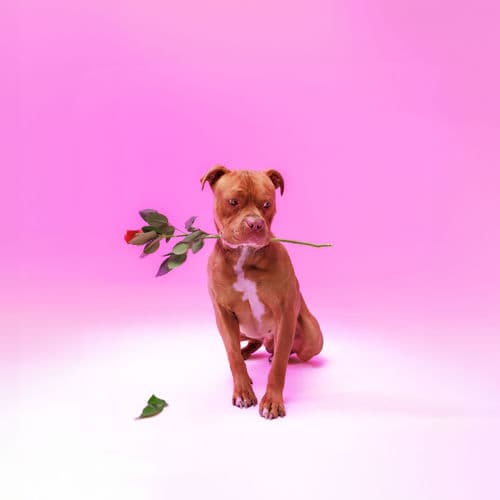 Ngisakuthanda by Zee Nxumalo